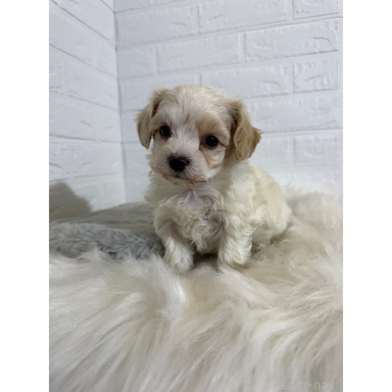 販売中の岡山県のビションフリーゼ-430571の10枚目