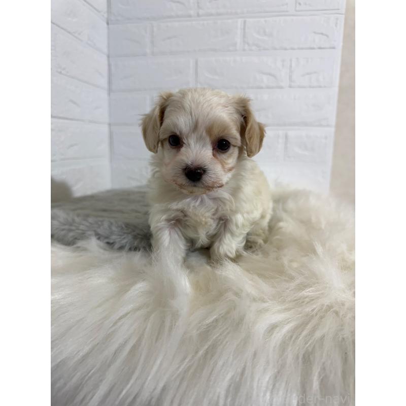 販売中の岡山県のビションフリーゼ-430571の8枚目