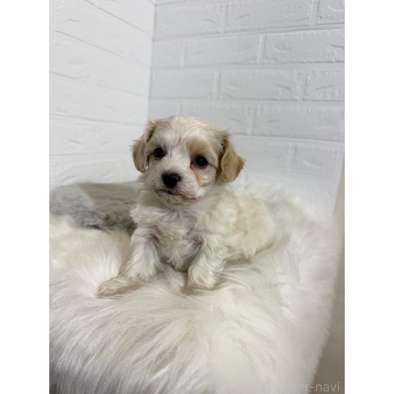 販売中の岡山県のビションフリーゼ-430571の7枚目