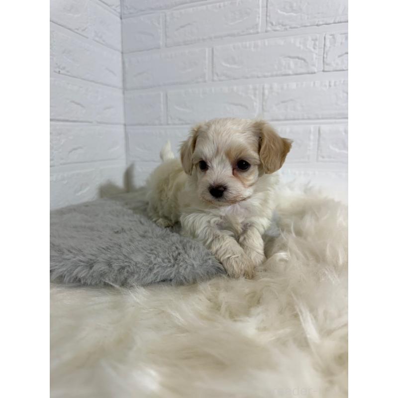 販売中の岡山県のビションフリーゼ-430571の6枚目