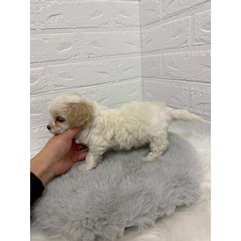 販売中の岡山県のビションフリーゼ-430571の5枚目