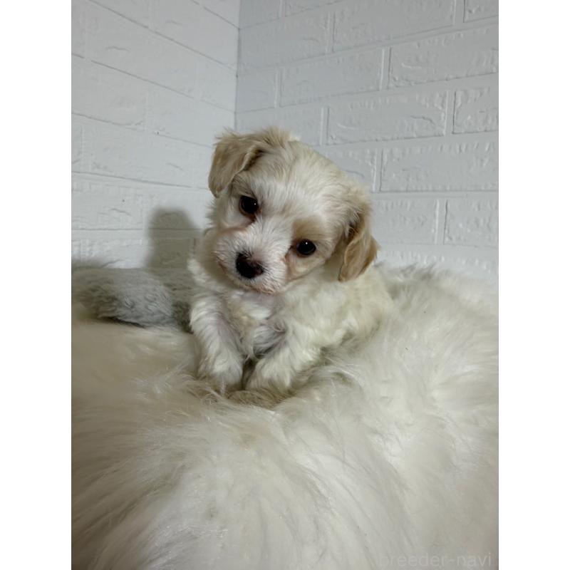 販売中の岡山県のビションフリーゼ-430571の4枚目