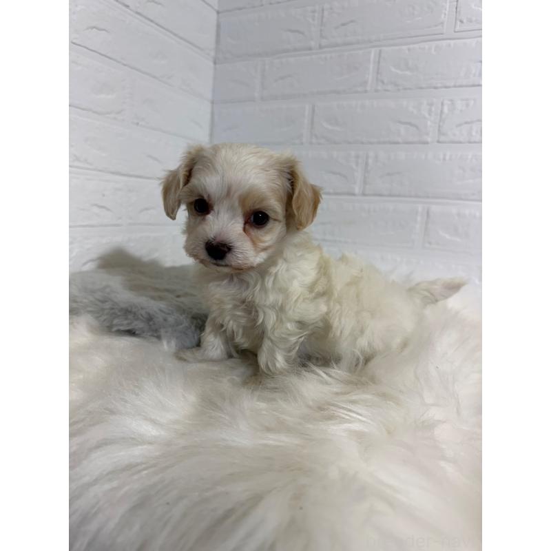 販売中の岡山県のビションフリーゼ-430571の3枚目