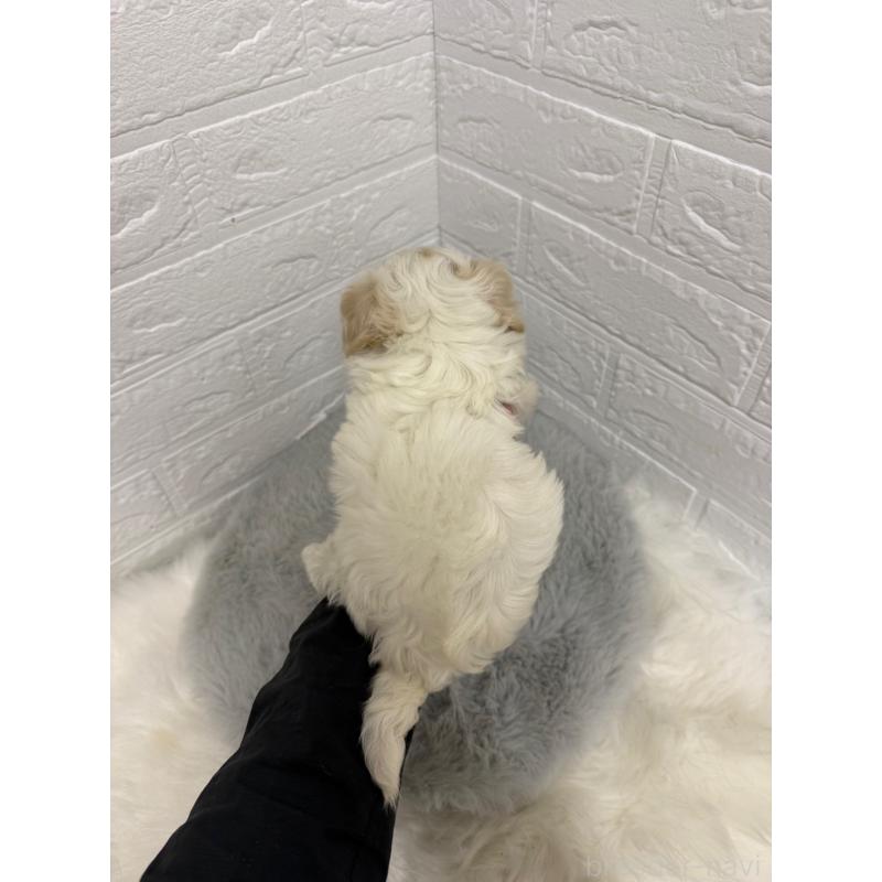 販売中の岡山県のビションフリーゼ-430571の2枚目