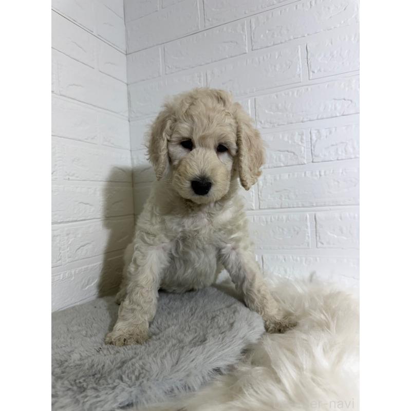 販売中の岡山県のスタンダードプードル-430572の10枚目