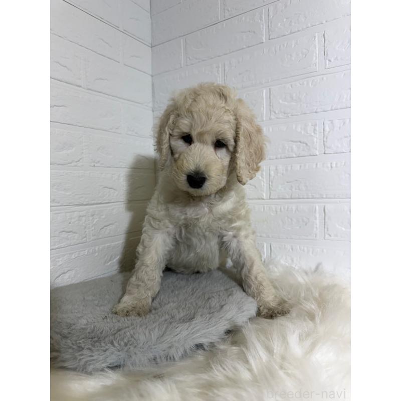 販売中の岡山県のスタンダードプードル-430572の9枚目