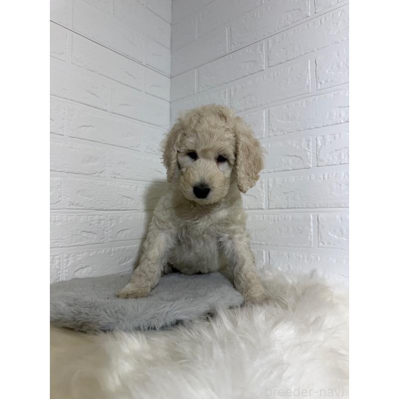 販売中の岡山県のスタンダードプードル-430572の8枚目