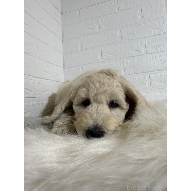 販売中の岡山県のスタンダードプードル-430572の7枚目