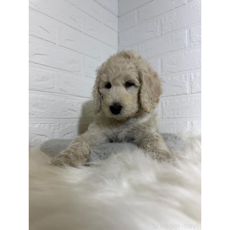 販売中の岡山県のスタンダードプードル-430572の6枚目