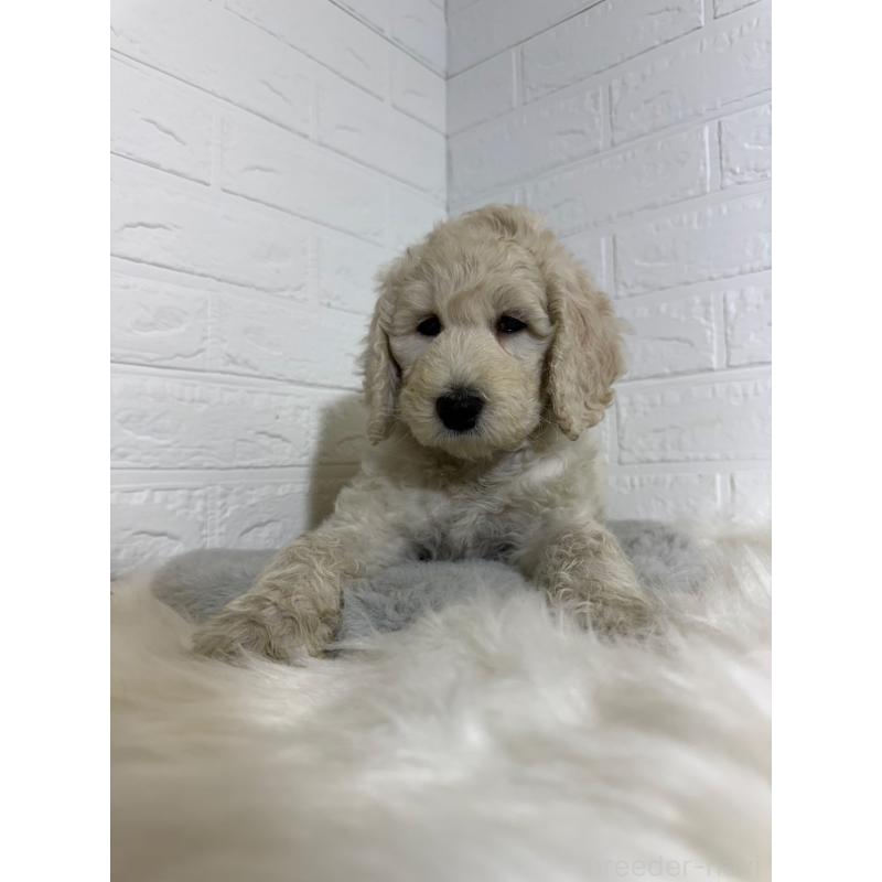 販売中の岡山県のスタンダードプードル-430572の5枚目