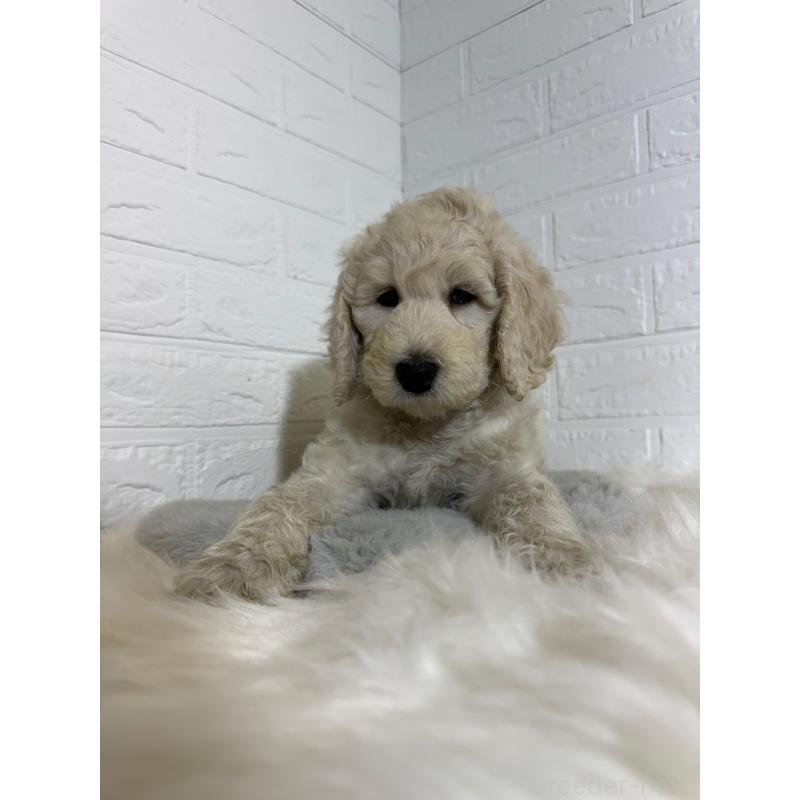 販売中の岡山県のスタンダードプードル-430572の4枚目