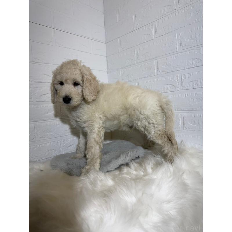 販売中の岡山県のスタンダードプードル-430572の3枚目