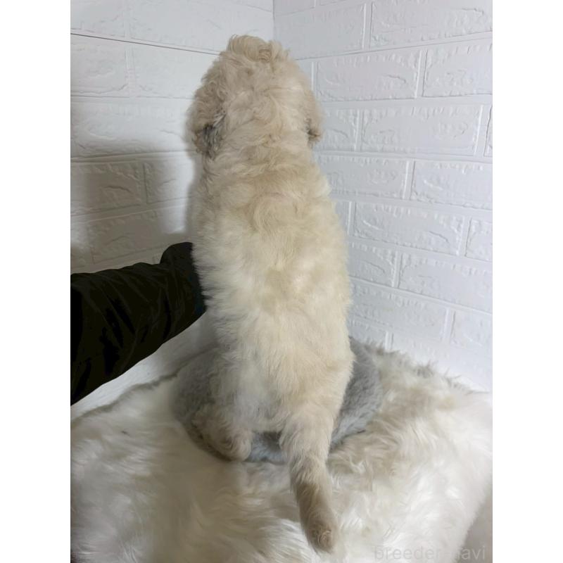 販売中の岡山県のスタンダードプードル-430572の2枚目