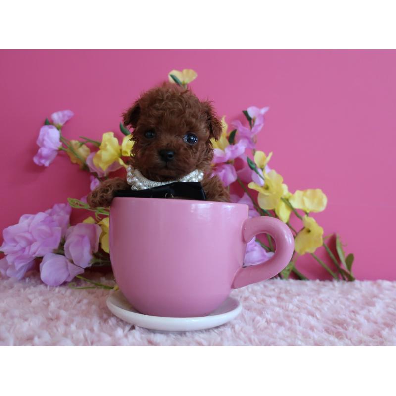 販売中の鹿児島県のティーカッププードル-429457