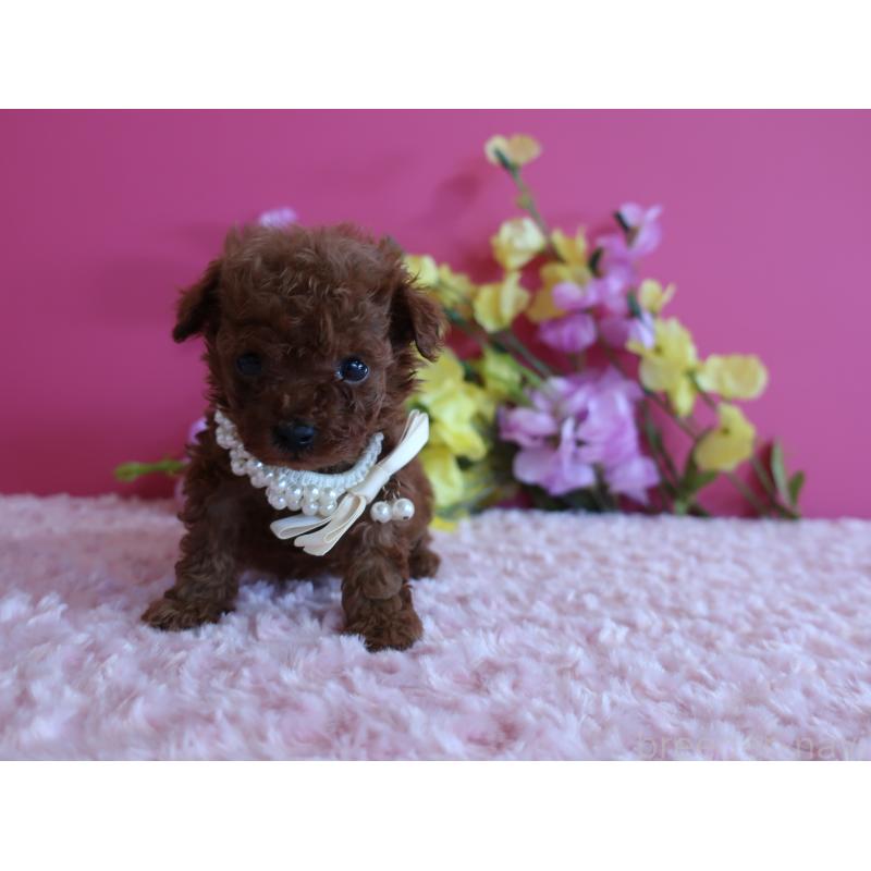 販売中の鹿児島県のティーカッププードル-430798の11枚目