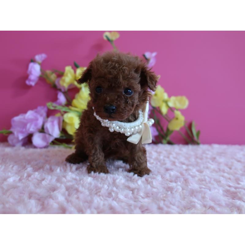 販売中の鹿児島県のティーカッププードル-430798の10枚目