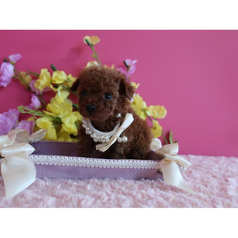 販売中の鹿児島県のティーカッププードル-430798の9枚目