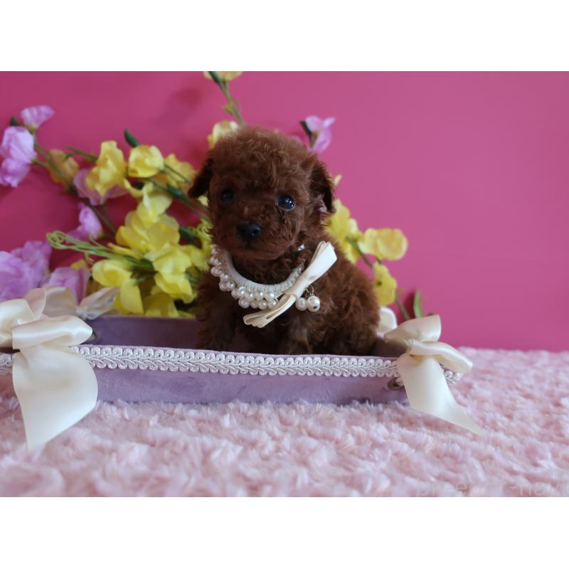 販売中の鹿児島県のティーカッププードル-430798の8枚目