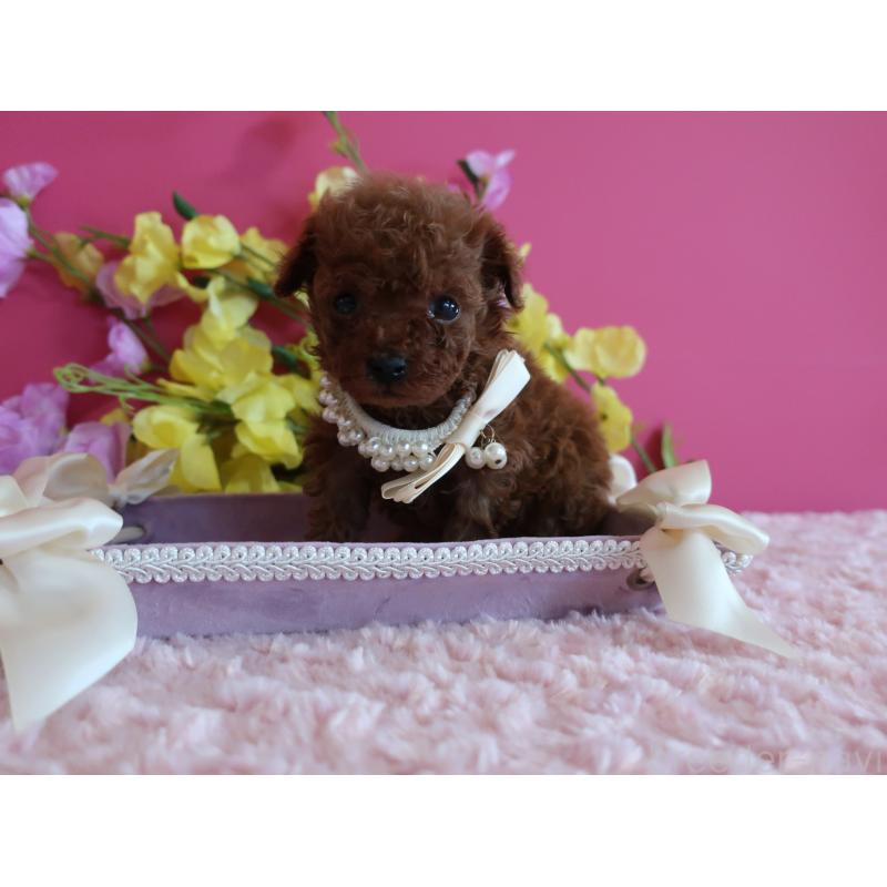 販売中の鹿児島県のティーカッププードル-430798の7枚目