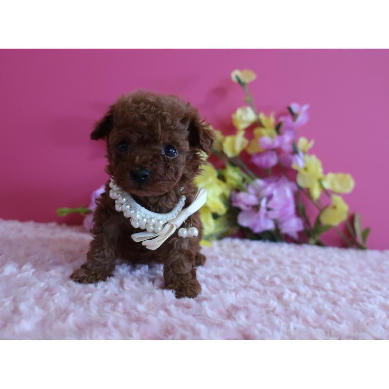 販売中の鹿児島県のティーカッププードル-430798の6枚目