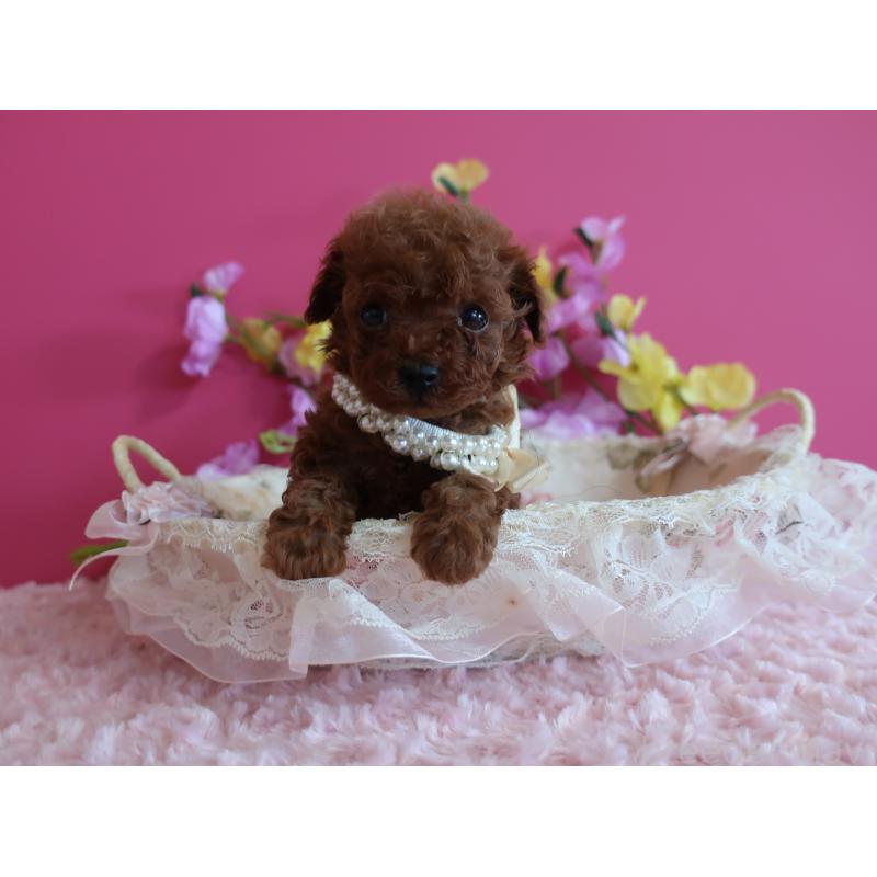 販売中の鹿児島県のティーカッププードル-430798の1枚目