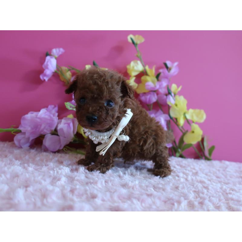 販売中の鹿児島県のティーカッププードル-430798の5枚目