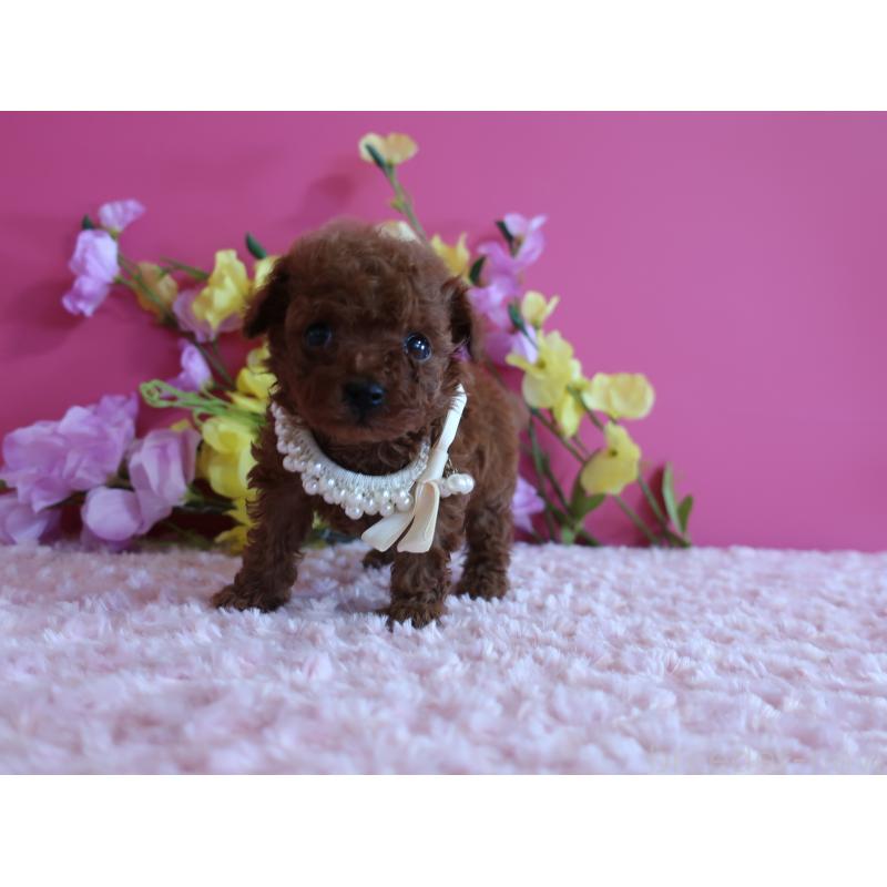 販売中の鹿児島県のティーカッププードル-430798の4枚目