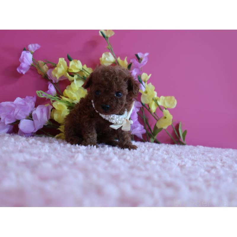 販売中の鹿児島県のティーカッププードル-430798の3枚目