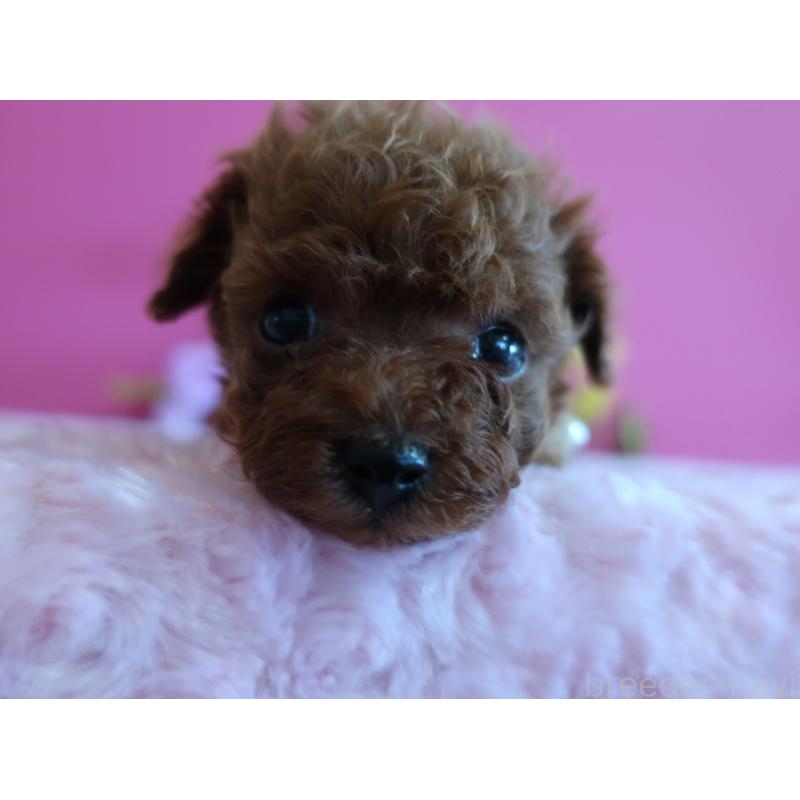 販売中の鹿児島県のティーカッププードル-430798の2枚目