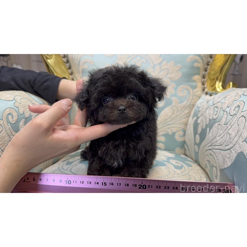 販売中の新潟県のチワプー:チワワ×トイプードル-430801