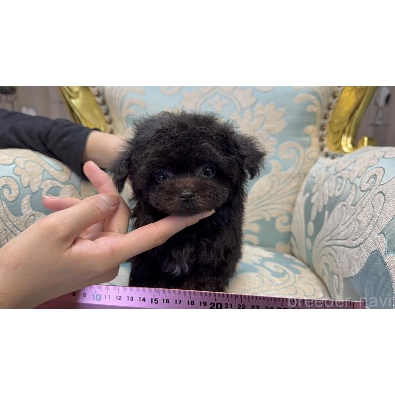 販売中の新潟県のチワプー:チワワ×トイプードル-430801の5枚目