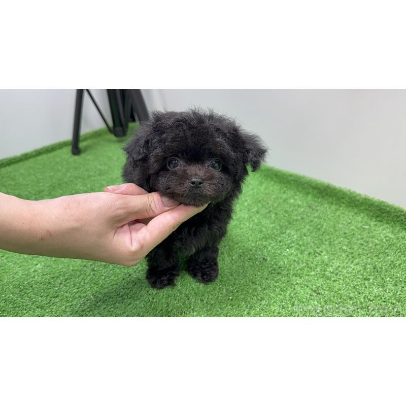 販売中の新潟県のチワプー:チワワ×トイプードル-430801の4枚目