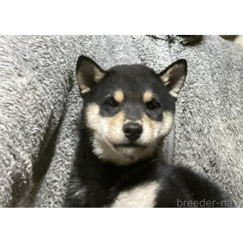 販売中の埼玉県の豆柴-423461の4枚目