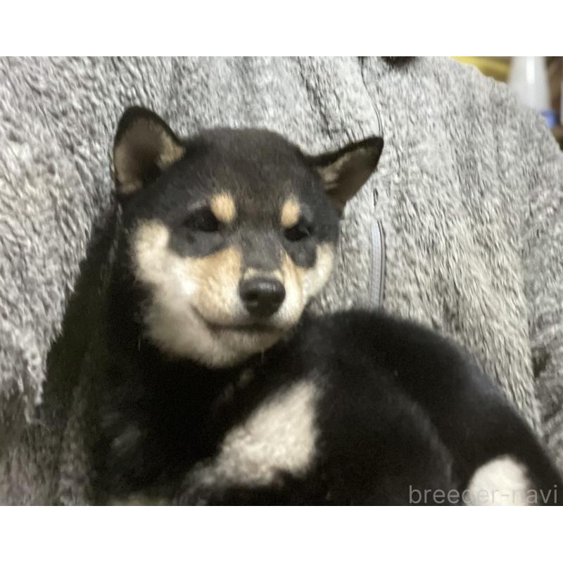 販売中の埼玉県の豆柴-423461の3枚目