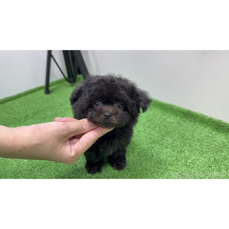 販売中の東京都のチワプー:チワワ×トイプードル-430800の5枚目