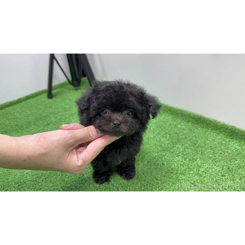 販売中の東京都のチワプー:チワワ×トイプードル-430800の4枚目