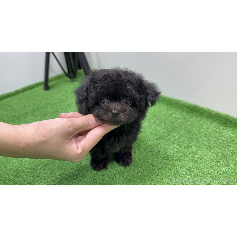 販売中の東京都のチワプー:チワワ×トイプードル-430800の3枚目