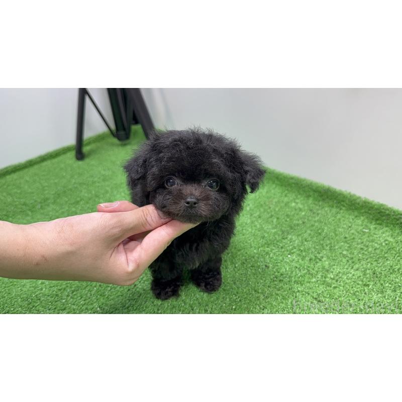 販売中の東京都のチワプー:チワワ×トイプードル-430800の2枚目