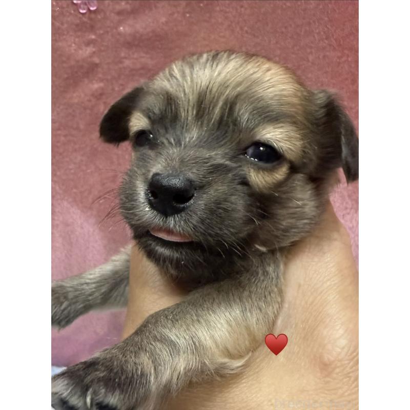 販売中の愛知県のチワックス:チワワ×ミニチュアダックスフンド-430158の17枚目