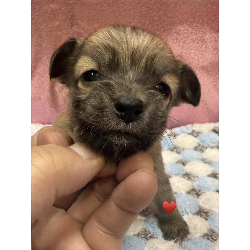 販売中の愛知県のチワックス:チワワ×ミニチュアダックスフンド-430158