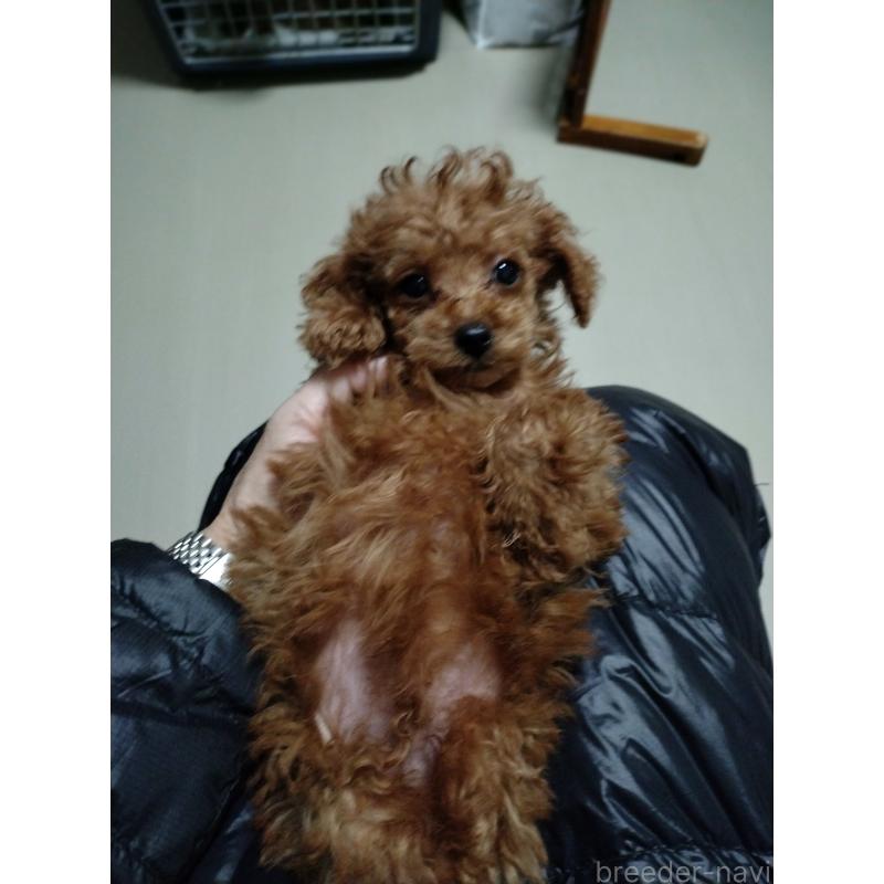 販売中の鹿児島県のティーカッププードル-428380の9枚目