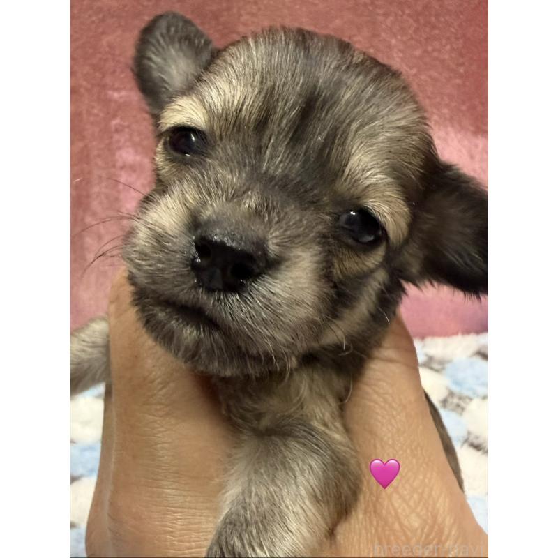 販売中の愛知県のチワックス:チワワ×ミニチュアダックスフンド-430803の3枚目