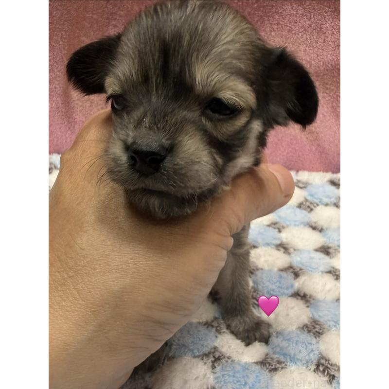 販売中の愛知県のチワックス:チワワ×ミニチュアダックスフンド-430803の1枚目