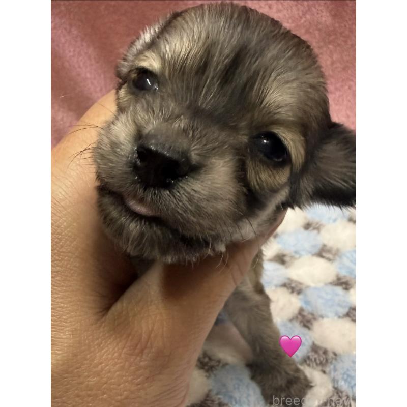 販売中の愛知県のチワックス:チワワ×ミニチュアダックスフンド-430803の2枚目