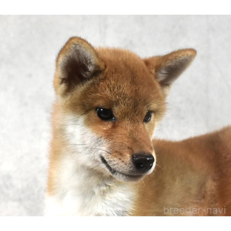 販売中の神奈川県の柴犬-430804の3枚目