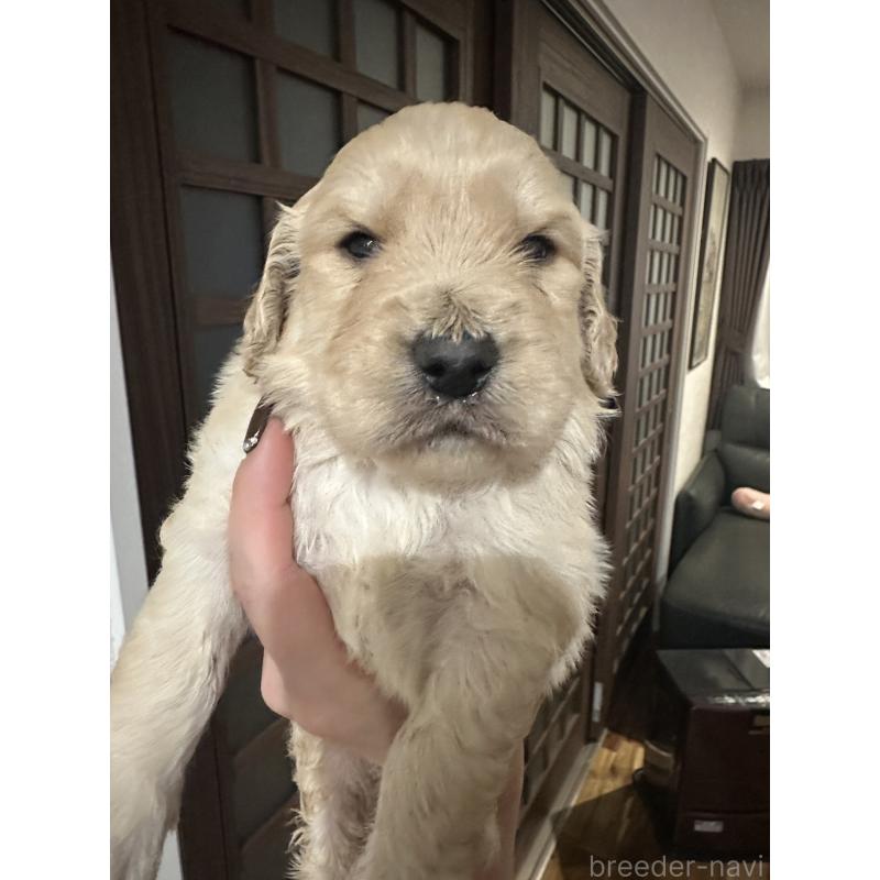 販売中の岐阜県のミックス犬-430813の3枚目