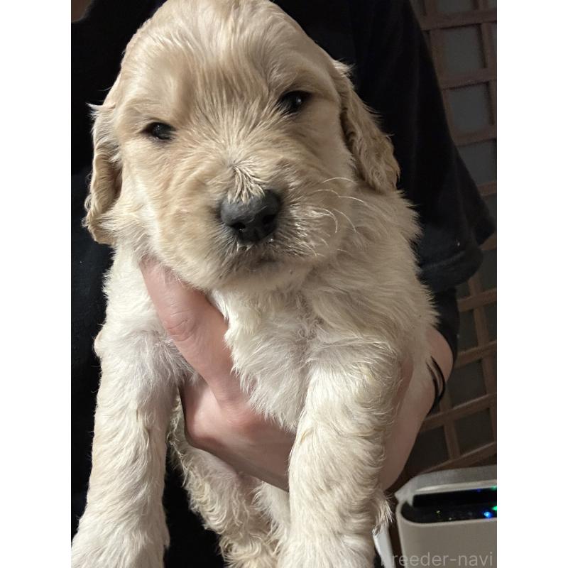 販売中の岐阜県のミックス犬-430813の2枚目