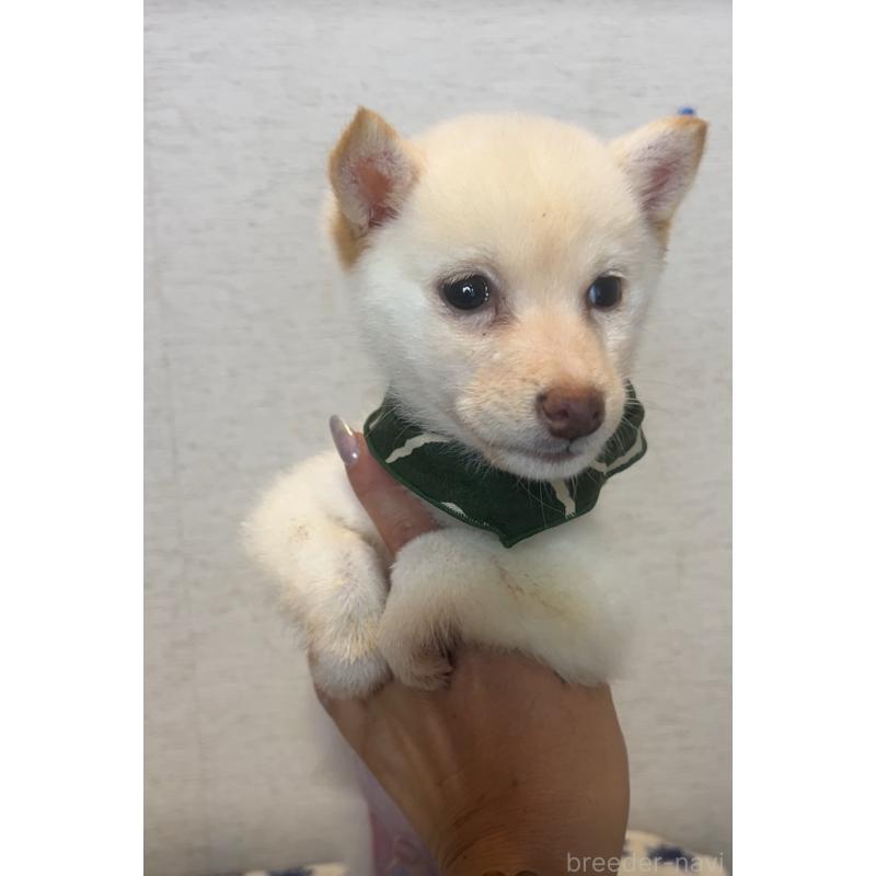 販売中の茨城県の柴犬-430808の3枚目