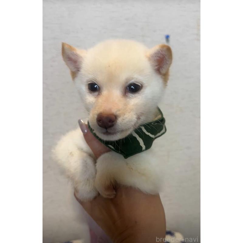 販売中の茨城県の柴犬-430808の2枚目