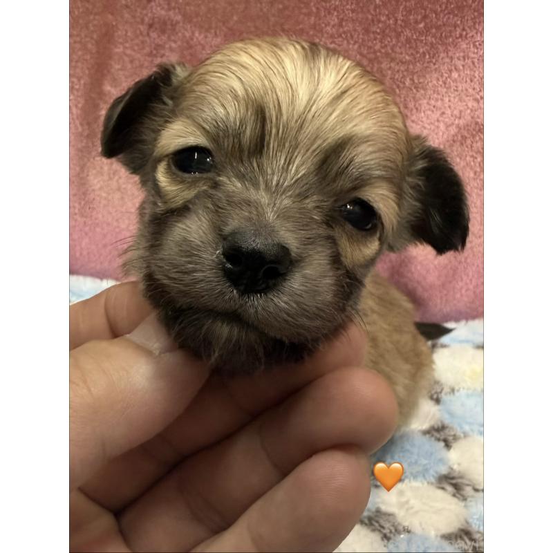 販売中の愛知県のチワックス:チワワ×ミニチュアダックスフンド-430807